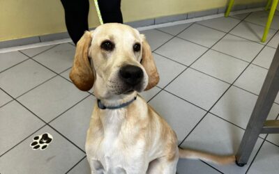 Vaccinazioni nel cane: tutto quello che c’è da sapere