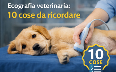Ecografia veterinaria: 10 cose da ricordare