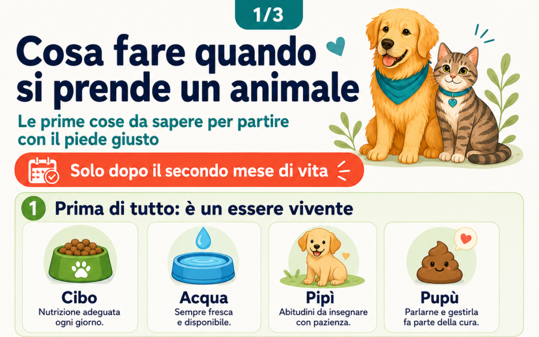 Cosa fare quando si prende un cane o un gatto: prime cure, documenti e controlli veterinari