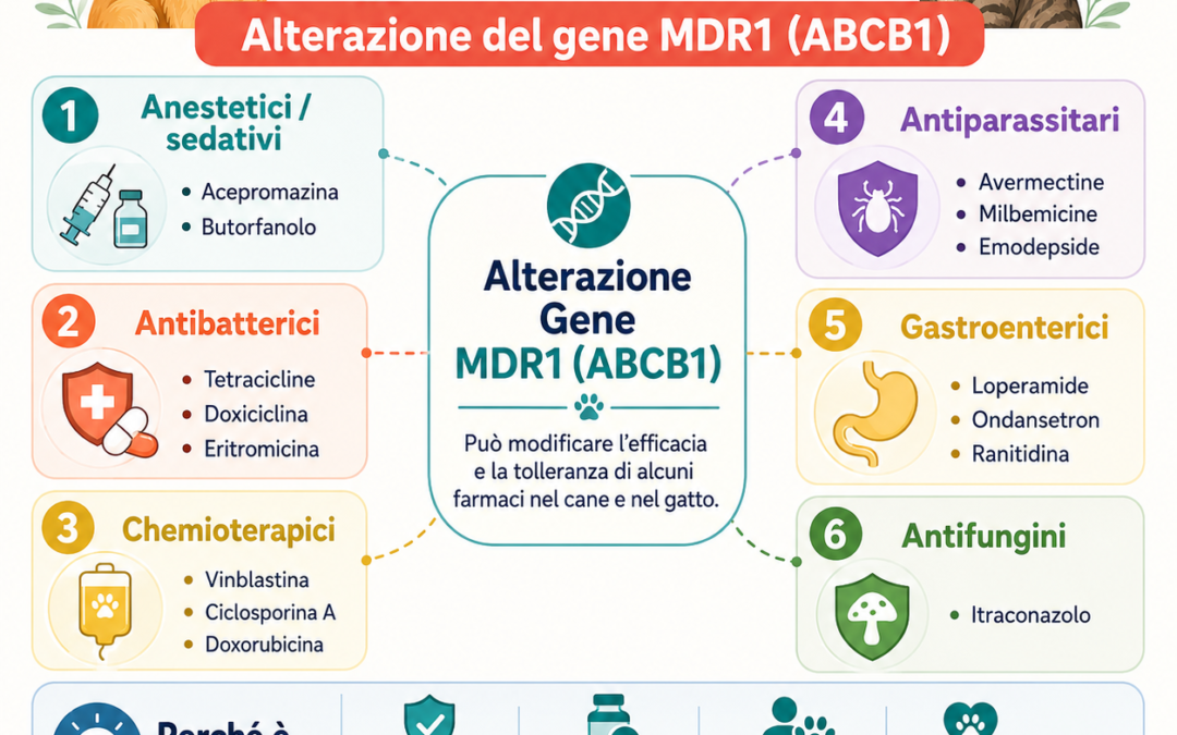Mutazione MDR1 cane e gatto: farmaci a rischio e test genetico