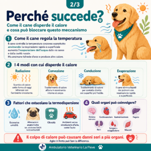 Sintomi colpo di calore cane