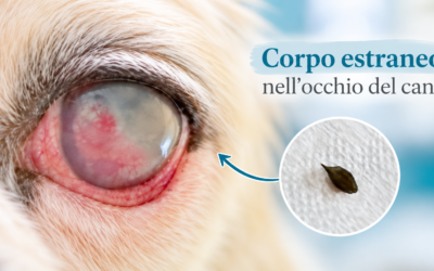 Corpo estraneo nell’occhio del cane: perché può danneggiare la cornea