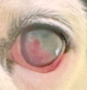 Corpo estraneo nell’occhio del cane con infiammazione e possibile danno alla cornea